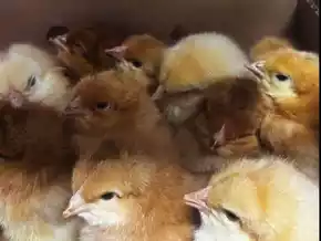 „Küken wie Gegenstände verpackt“