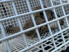 Salurn: Tierrettung am Haderburg-Steig