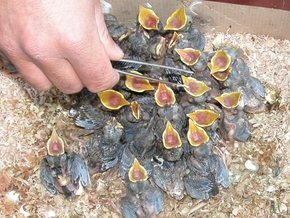 Pflegezentrum Schloss Tirol: Über 100 Wildvögel erfolgreich ausgewildert