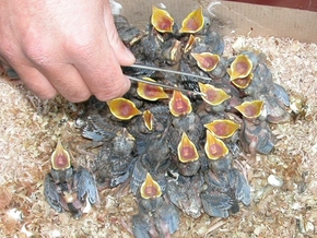 Pflegezentrum Schloss Tirol: Über 100 Wildvögel erfolgreich ausgewildert