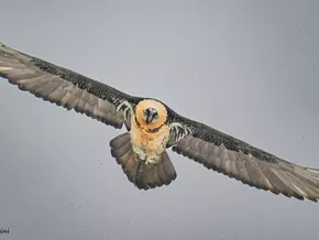 Wenn Neugier Leben kostet: Bartgeierküken in Südtirol tot