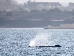 Buckelwal Timmy hat weitere Nacht überlebt