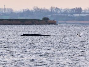 Gestrandeter Buckelwal in Deutschland lebt noch