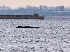 Gestrandeter Buckelwal in Deutschland lebt noch