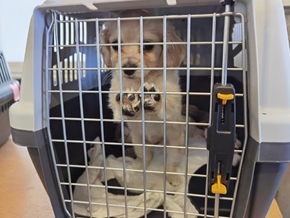 EU gegen illegalen Katzen- und Hundehandel