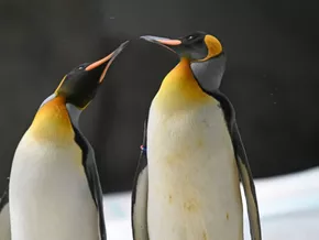 Dramatischer Rückgang: Kaiserpinguine nun "stark gefährdet"