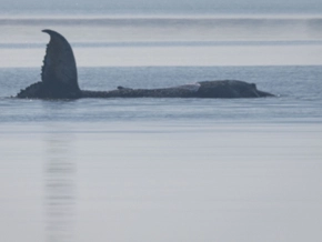 Wal-Rettungsversuch dauert noch