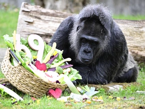 Berliner Gorilla-Dame Fatou feiert 69. Geburtstag