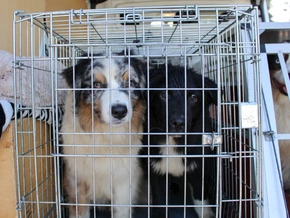 39 Hunde in Kärnten aus "untragbarer Haltung" gerettet