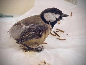 In Klebefalle geraten: Kohlmeise im Todeskampf