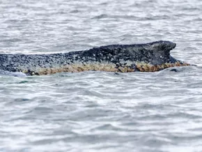 Experten gegen Lebendbergung von gestrandetem Wal