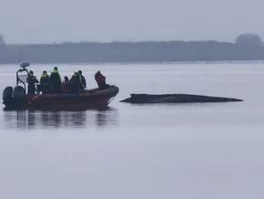 Buckelwal vor der deutschen Ostseeküste wird dort versterben