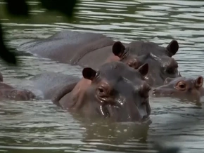 Flusspferde sollen gekeult werden - VIDEO