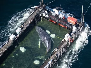 Transportboot mit gestrandetem Buckelwal am Weg zur Nordsee