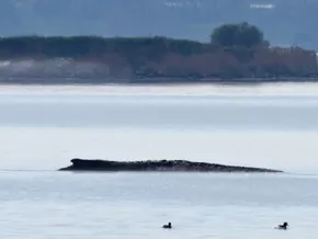 Buckelwal-Rettung in Ostsee gestartet