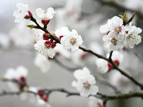 Nach dem Frühlingsstart kehrt der Frost wieder zurück