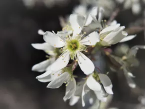Mit dieser Pflanze tut ihr der Natur etwas Gutes – und euch selbst