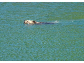 Italien: Bär schwimmt plötzlich durch Badesee