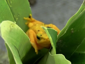 Panama will den „Goldenen Frosch“ vor dem Aussterben retten