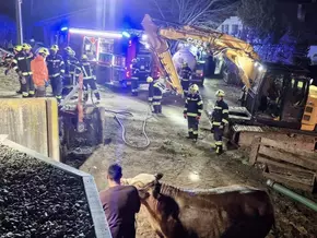 Ochse nach Sturz in Jauchegrube gerettet