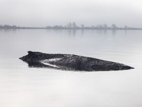 Gestrandeter Buckelwal: Rettung per Katamaran wird geprüft