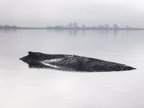 Gestrandeter Buckelwal: Rettung per Katamaran wird geprüft