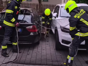Behutsame Tierrettung in Milland – VIDEO