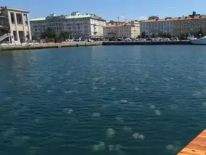 Quallen-Invasion im Golf von Triest