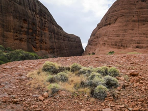 Im Outback vermisste Fünfjährige ist tot