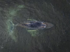 Buckelwal weiter vor der deutschen Ostseeküste