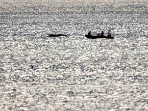 Drama um Buckelwal vor Poel geht weiter