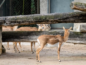 Tote Antilope im Zoo Schönbrunn: Gehegevideo ausgewertet