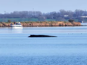 Gestrandeter Wal in Deutschland noch am Leben