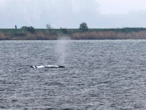 Abtransport von Wal vor Ostsee-Insel Poel wird vorbereitet