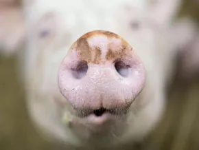 Oink, oink: Estland sucht den besten Schweine-Imitator