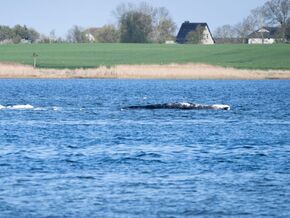 Gestrandeter Buckelwal – Start der Rettungsaktion