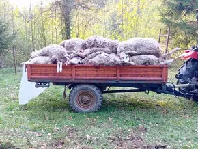 Tragödie im Trentino: Wolfsrudel tötet fast 60 Schafe