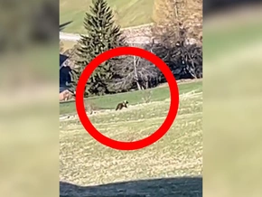 Winterschlaf vorbei: Bär in Südtirol unterwegs – VIDEO