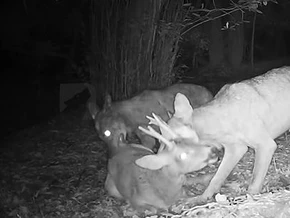 Hautnah: Zwei Wölfe reißen ein Reh