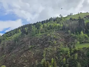Borkenkäfer beschädigt Waldflächen: Straße ins Gadertal nun sicherer
