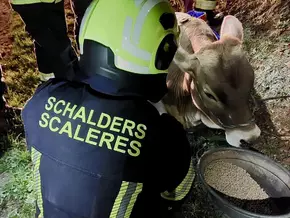 Ein Herz für Tiere: Kuh aus steilem Gelände gerettet
