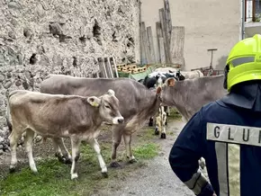 Kühe büxen für Ortsbegehung aus – VIDEO