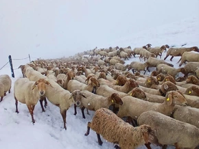 Italien: Schnee im Mai führt zu außergewöhnlichem Almauftrieb