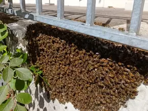 Bienenschwarm vor Bozner Schule sorgt für Feuerwehreinsatz