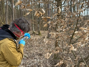 Asbest im Burgenland: Gutachten zu Steinbrüchen fertig