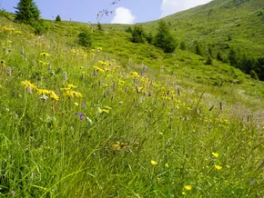 Von Blühwiesen bis Wiesenbrüter: “Landwirtschaft leistet wichtigen Beitrag zur Biodiversität”