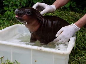 Berliner Zoo freut sich über Hippo-Baby - VIDEO