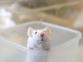 Weniger Tierversuche in Pharmaforschung durch KI möglich