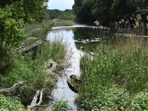 Trockenheit bedroht Untere Lobau im Nationalpark Donau-Auen