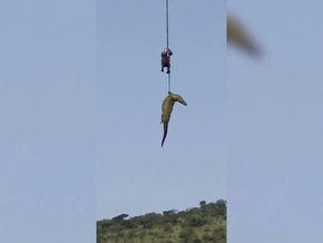 Hier nimmt ein Polizist ein Krokodil an den Haken